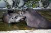 ueno_zoo_5287_mini.jpg