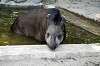 ueno_zoo_5288_mini.jpg
