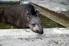 ueno_zoo_5289_mini.jpg