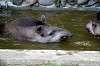 ueno_zoo_5291_mini.jpg