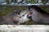 ueno_zoo_5292_mini.jpg