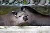 ueno_zoo_5293_mini.jpg