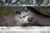 ueno_zoo_5294_mini.jpg
