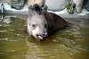 ueno_zoo_5296_mini.jpg