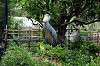 ueno_zoo_5299_mini.jpg