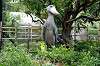 ueno_zoo_5301_mini.jpg