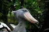 ueno_zoo_5302_mini.jpg