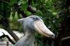 ueno_zoo_5303_mini.jpg