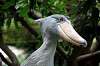 ueno_zoo_5305_mini.jpg