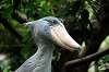 ueno_zoo_5306_mini.jpg