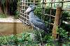 ueno_zoo_5308_mini.jpg