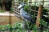 ueno_zoo_5309_mini.jpg