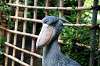 ueno_zoo_5310_mini.jpg