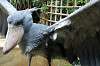 ueno_zoo_5311_mini.jpg