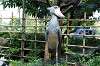 ueno_zoo_5315_mini.jpg