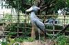 ueno_zoo_5318_mini.jpg