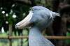 ueno_zoo_5319_mini.jpg