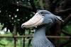 ueno_zoo_5320_mini.jpg