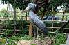 ueno_zoo_5321_mini.jpg