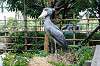 ueno_zoo_5322_mini.jpg