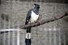 ueno_zoo_5323_mini.jpg