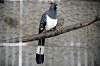 ueno_zoo_5326_mini.jpg