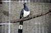ueno_zoo_5327_mini.jpg