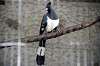 ueno_zoo_5328_mini.jpg