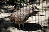 ueno_zoo_5329_mini.jpg