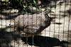 ueno_zoo_5330_mini.jpg