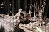 ueno_zoo_5331_mini.jpg