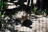ueno_zoo_5333_mini.jpg