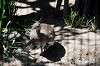 ueno_zoo_5334_mini.jpg