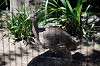 ueno_zoo_5336_mini.jpg