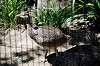ueno_zoo_5337_mini.jpg