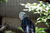 ueno_zoo_5338_mini.jpg