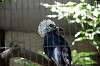 ueno_zoo_5339_mini.jpg