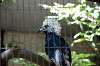 ueno_zoo_5340_mini.jpg