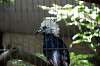 ueno_zoo_5341_mini.jpg