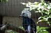 ueno_zoo_5342_mini.jpg