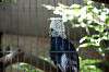 ueno_zoo_5344_mini.jpg