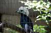 ueno_zoo_5345_mini.jpg