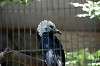 ueno_zoo_5346_mini.jpg