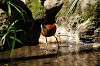 ueno_zoo_5347_mini.jpg