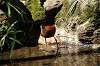 ueno_zoo_5348_mini.jpg