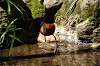 ueno_zoo_5351_mini.jpg
