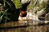 ueno_zoo_5352_mini.jpg