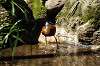 ueno_zoo_5355_mini.jpg