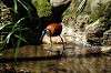 ueno_zoo_5356_mini.jpg