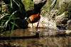 ueno_zoo_5357_mini.jpg